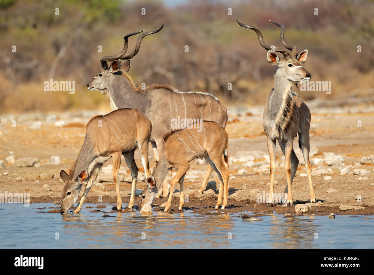 Kudu antelopes (Tragelaphus strepsiceros) at a waterhole, Etosha National Park, Namibia Stock Photo