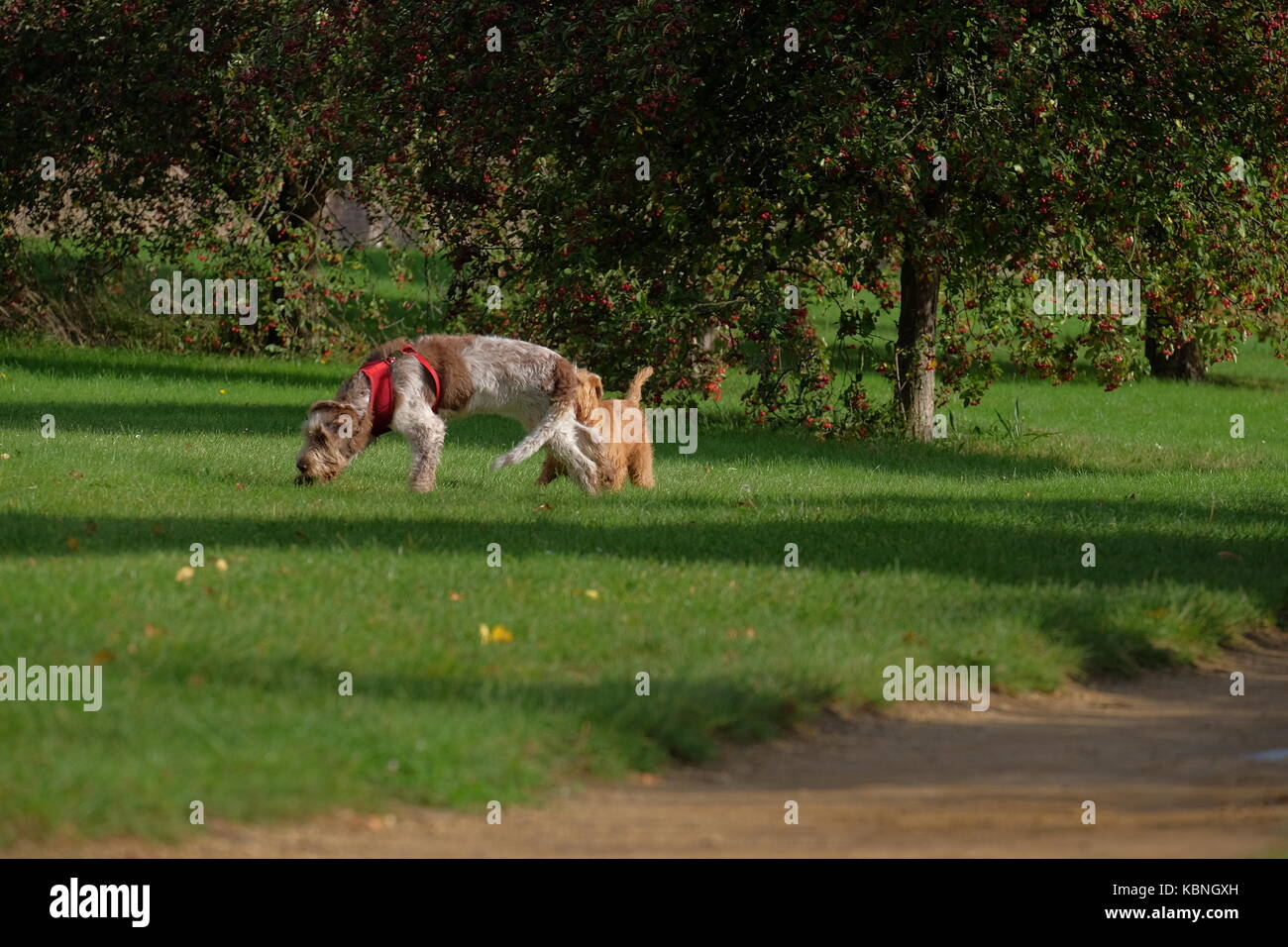 dog walk off the lead Stock Photo Alamy