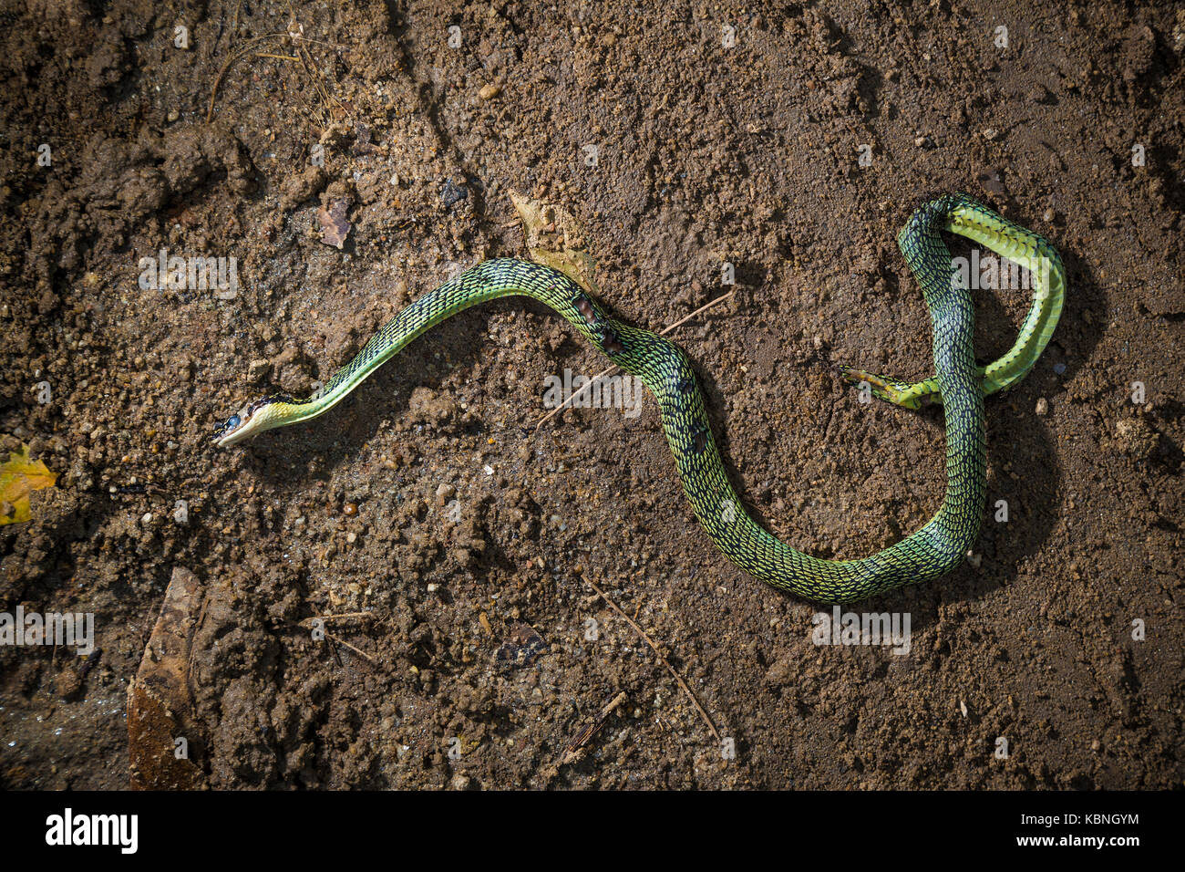 Road kill, a dead green snake was run over by a car on a dirt road Stock Photo