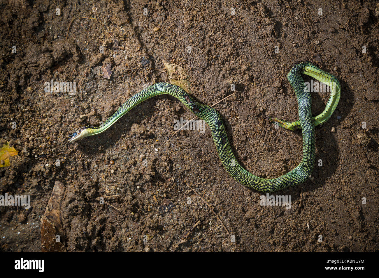 Grass snake playing dead hi-res stock photography and images - Alamy