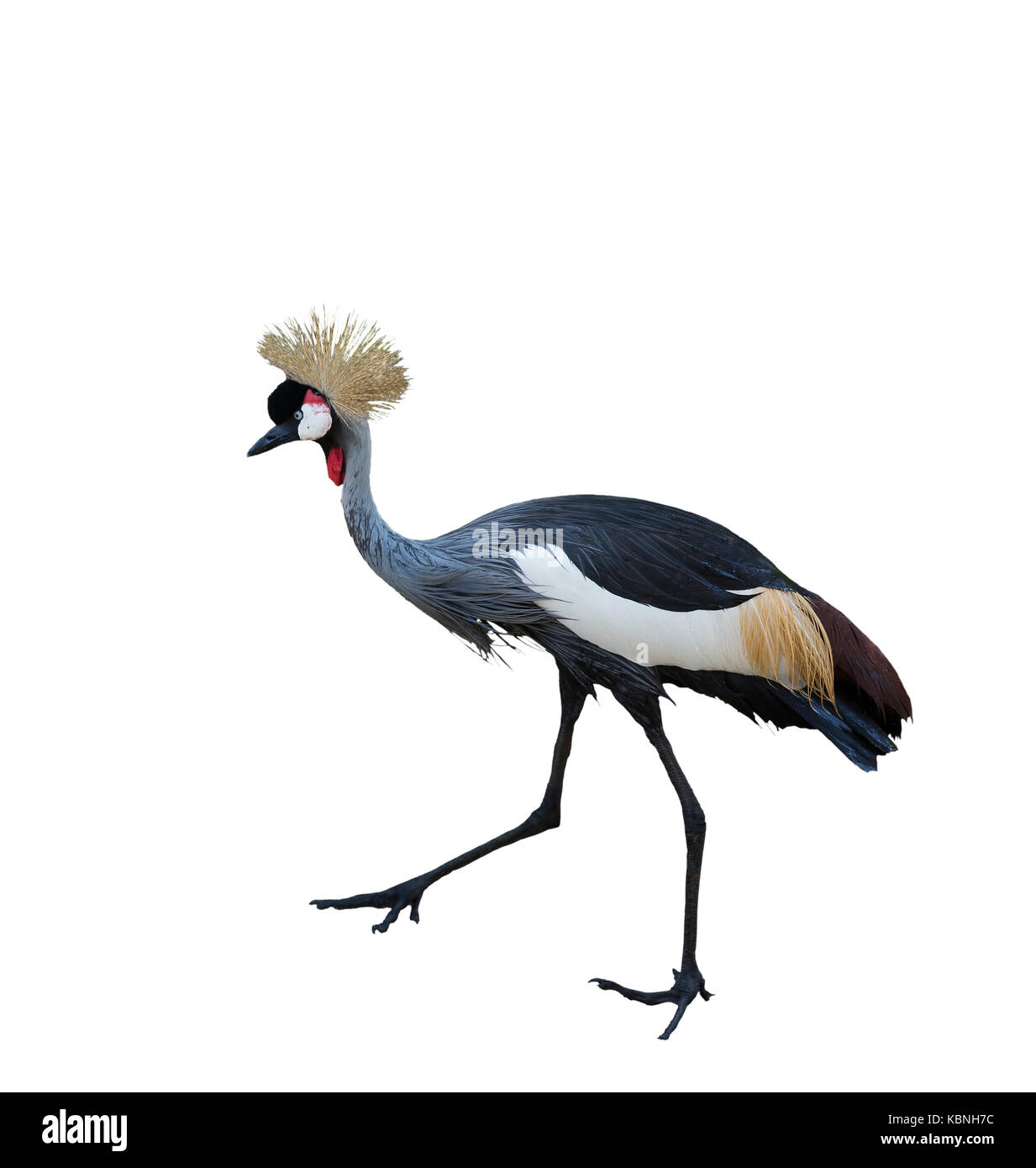 African crested crane Cut Out Stock Images & Pictures - Alamy