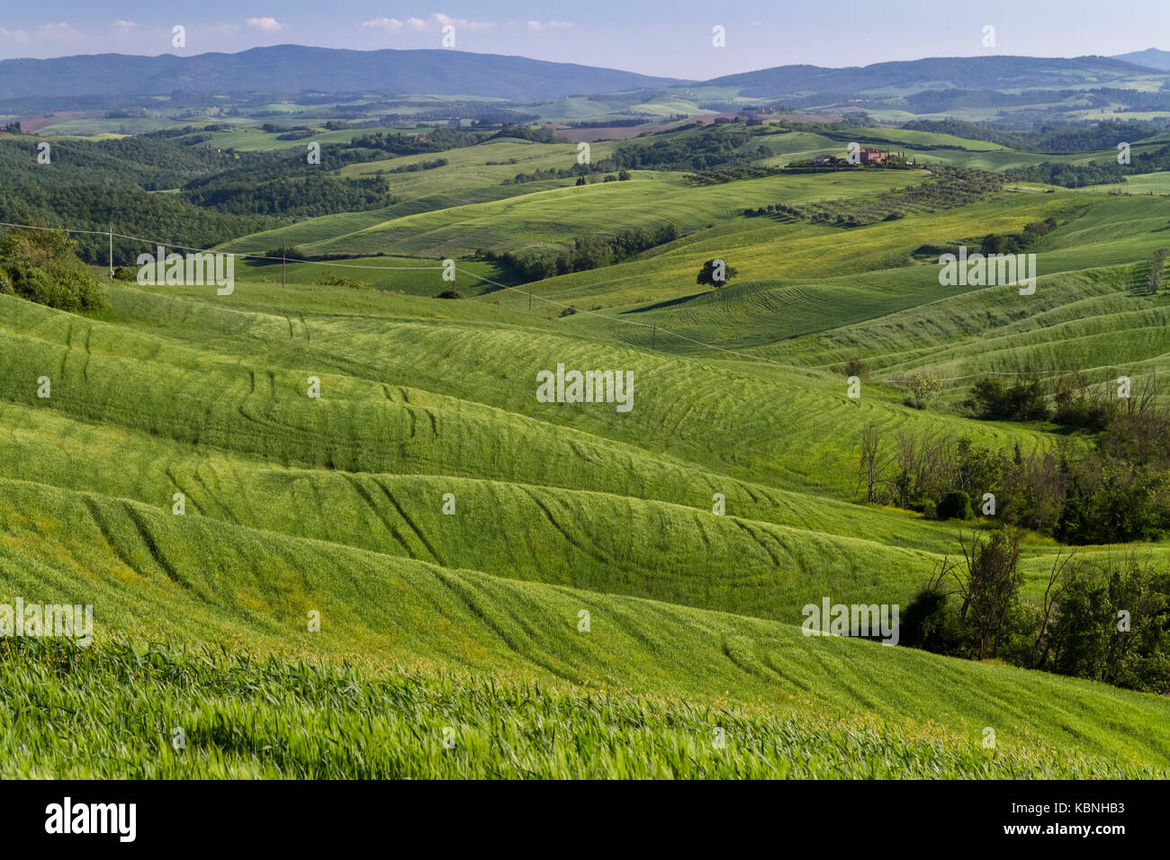 Trails of a tractor on the green hills of wheat in the countryside near