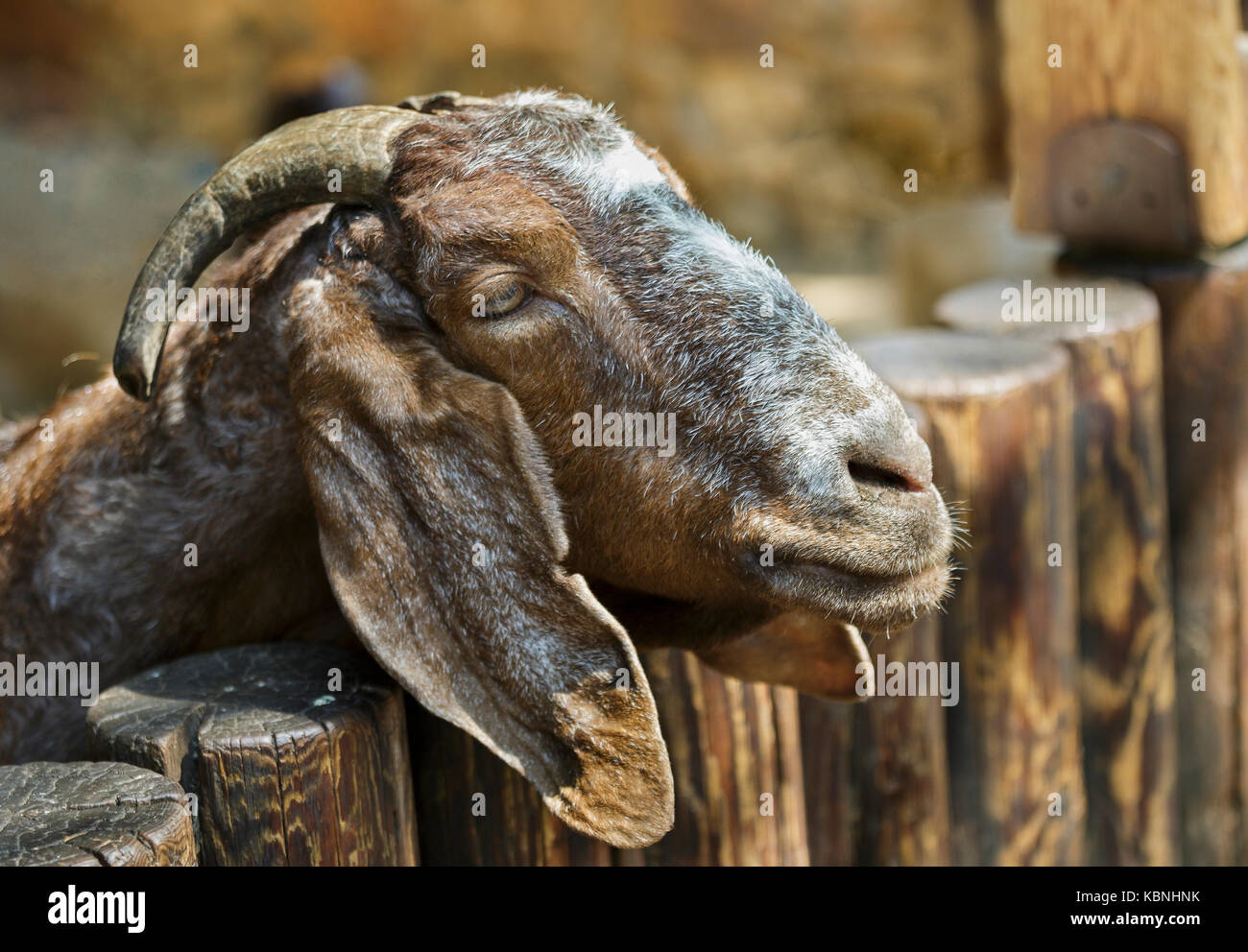closeup sheep in farm Stock Photo
