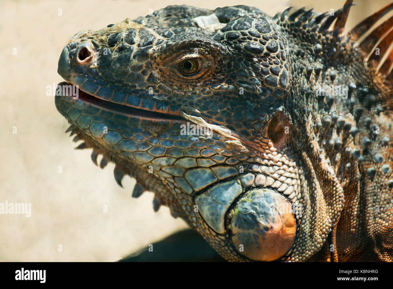 Portrait of a large orange iguana .(Iguana iguana) closeup Stock Photo