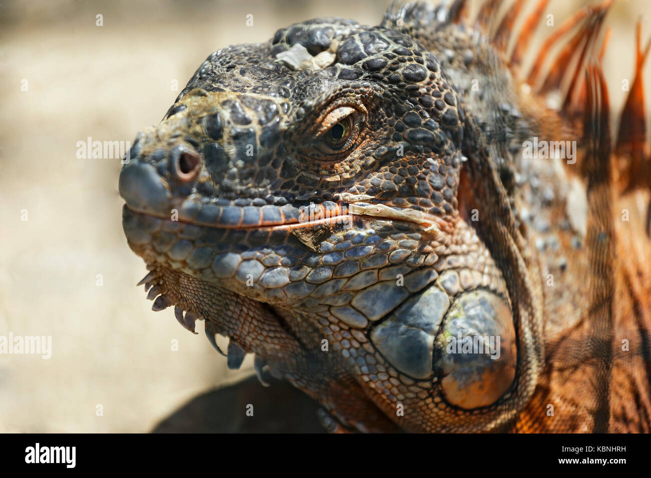 Portrait of a large orange iguana .(Iguana iguana) closeup Stock Photo