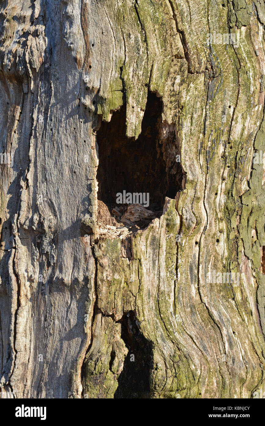 Close up of a hole in an old tree Stock Photo - Alamy