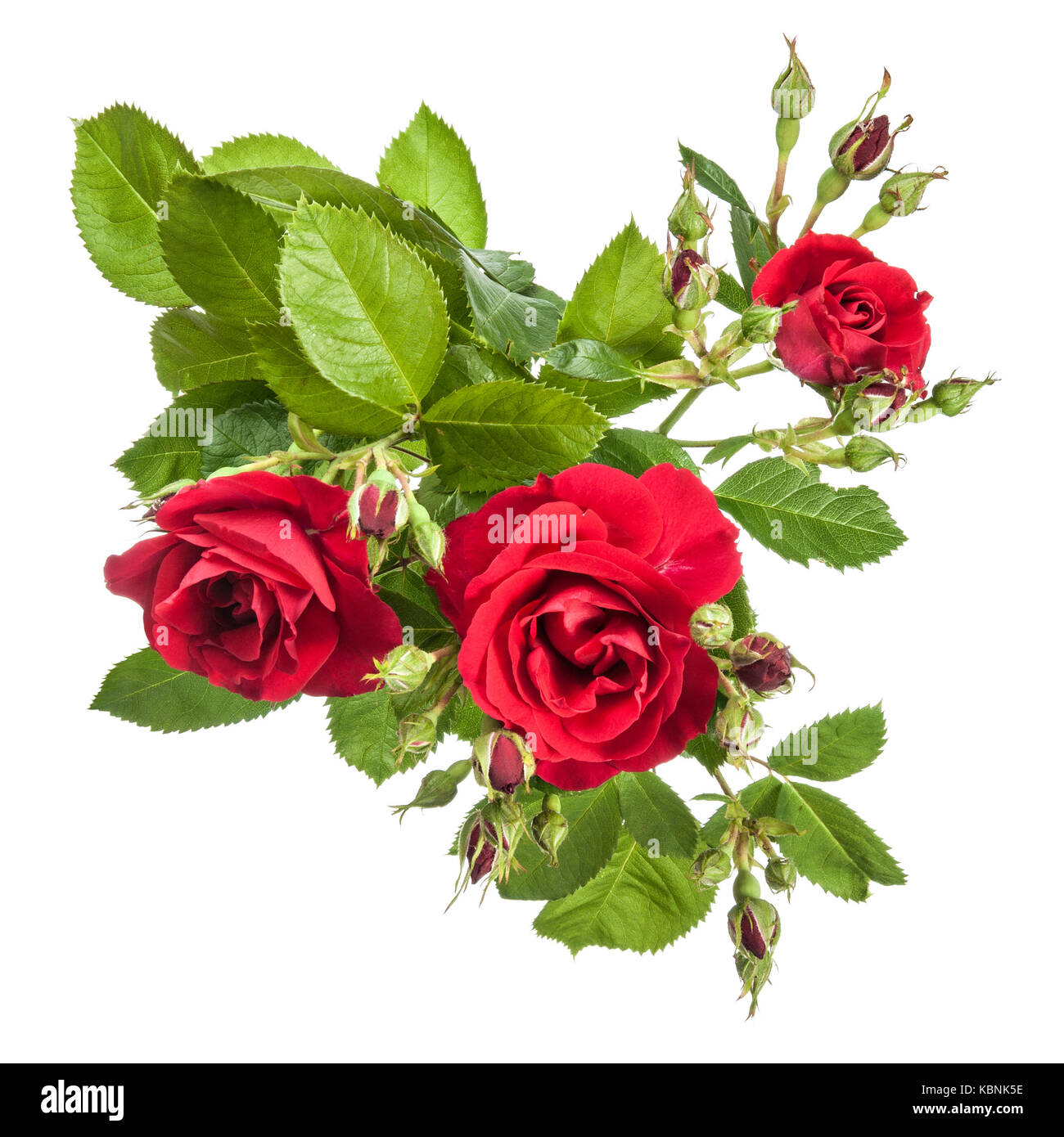 Flowers pattern with red rose Stock Photo - Alamy