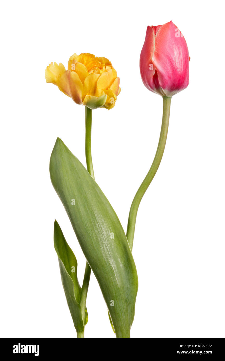 Pair tulips isolated on a white background Stock Photo - Alamy