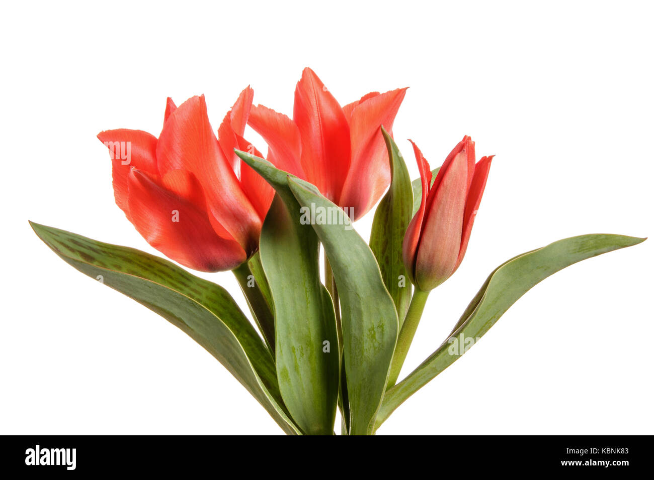 Red tulips isolated on a white background Stock Photo - Alamy