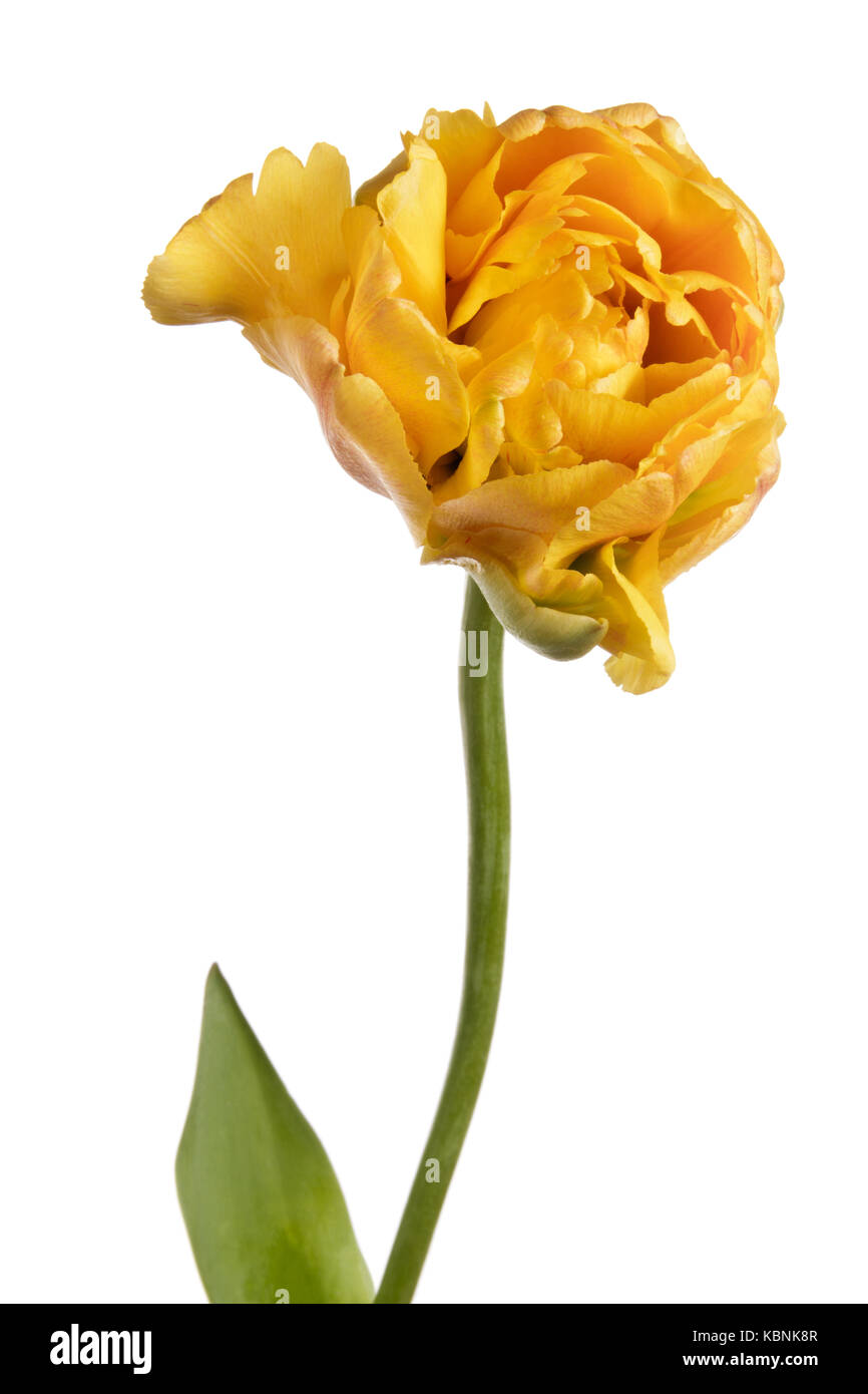 Single yellow full tulip isolated on a white background Stock Photo - Alamy