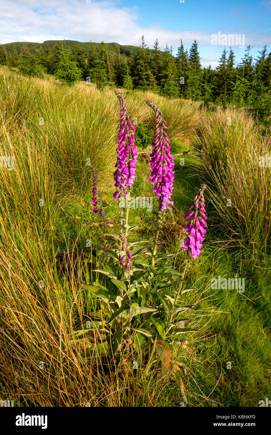 Wild flower in Ireland Stock Photo Alamy