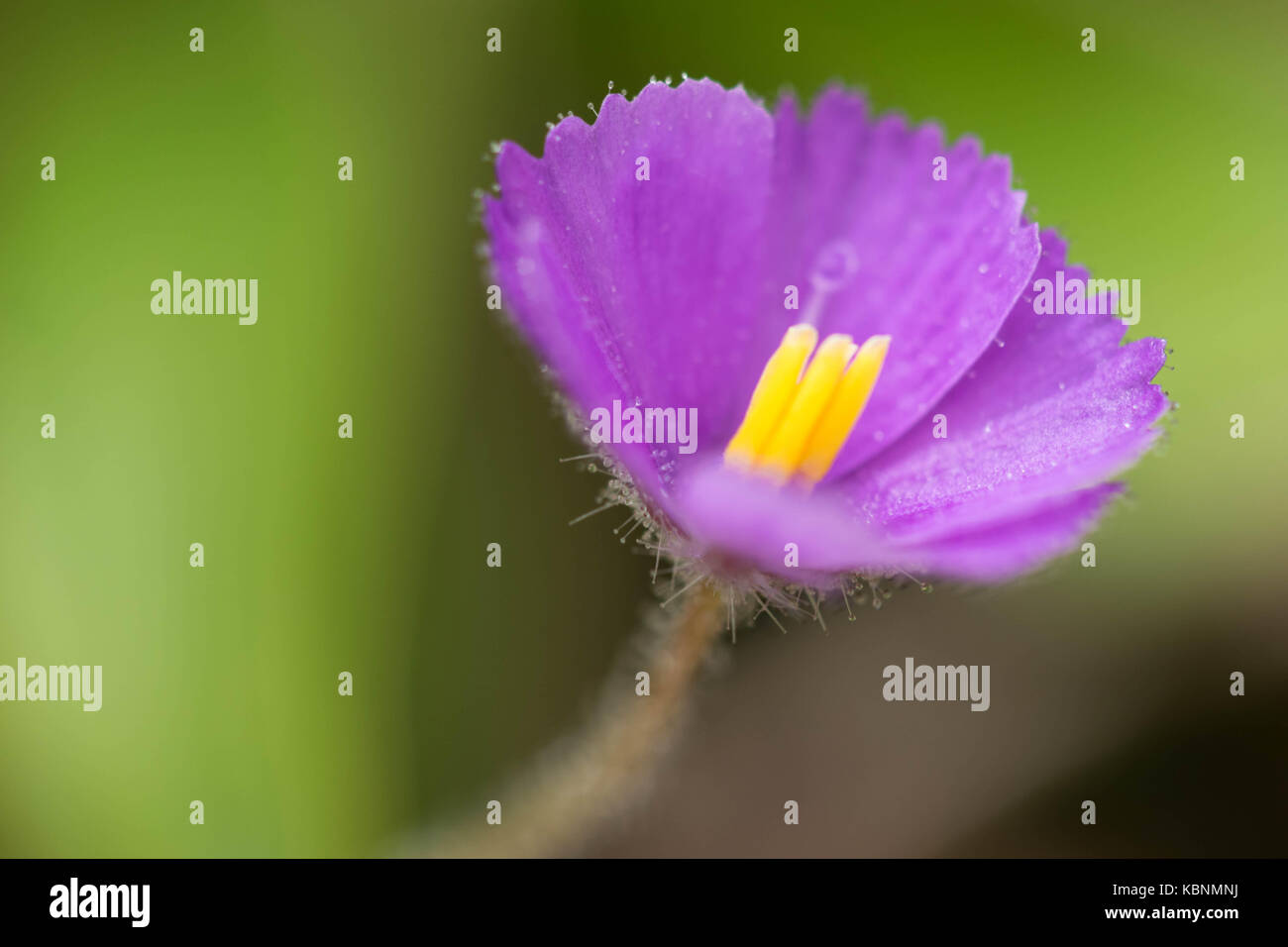 Drosera Spatulata flower closeup. Stock Photo