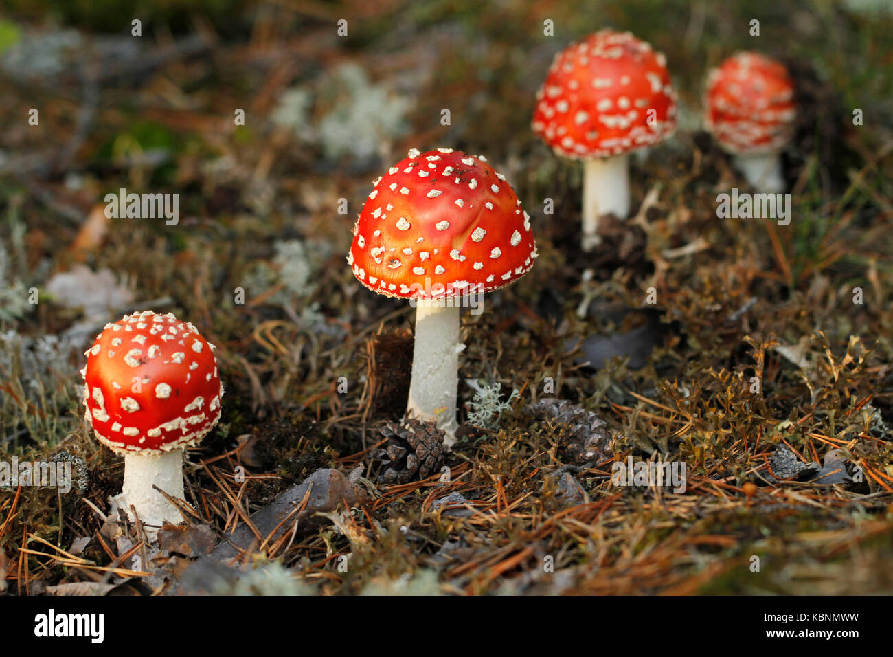 Punakärpässieni, Amanita muscaria. |||Red fly agaric mushroom, Amanita muscaria. Stock Photo