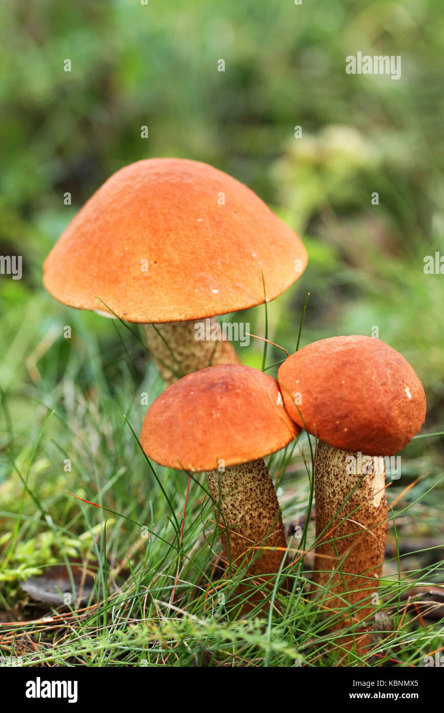 Group of Leccinum aurantiacum mushrooms in Finland. Stock Photo