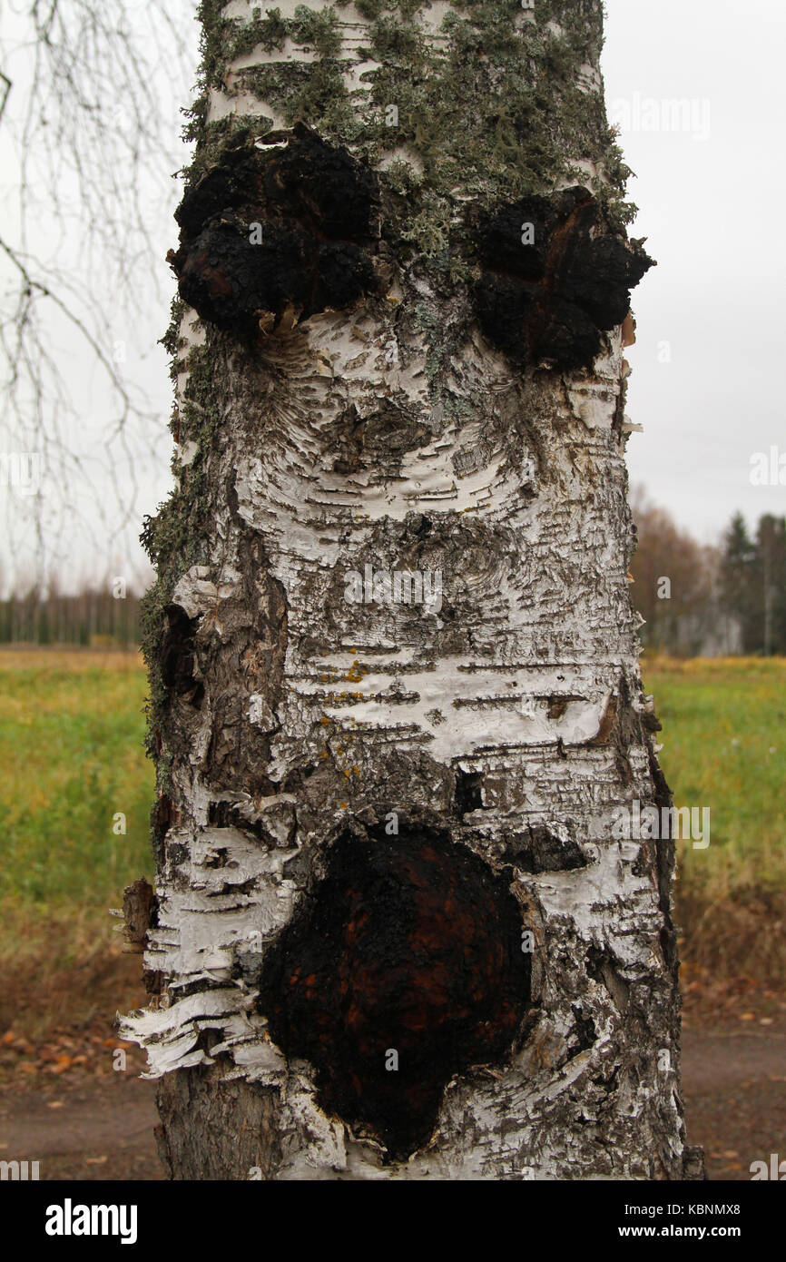 Pakurikääpä, Inonotus obliquus, koivun rungossa.|||Conks on birch trunk caused by chaga mushroom, Inonotus obliquus. Stock Photo