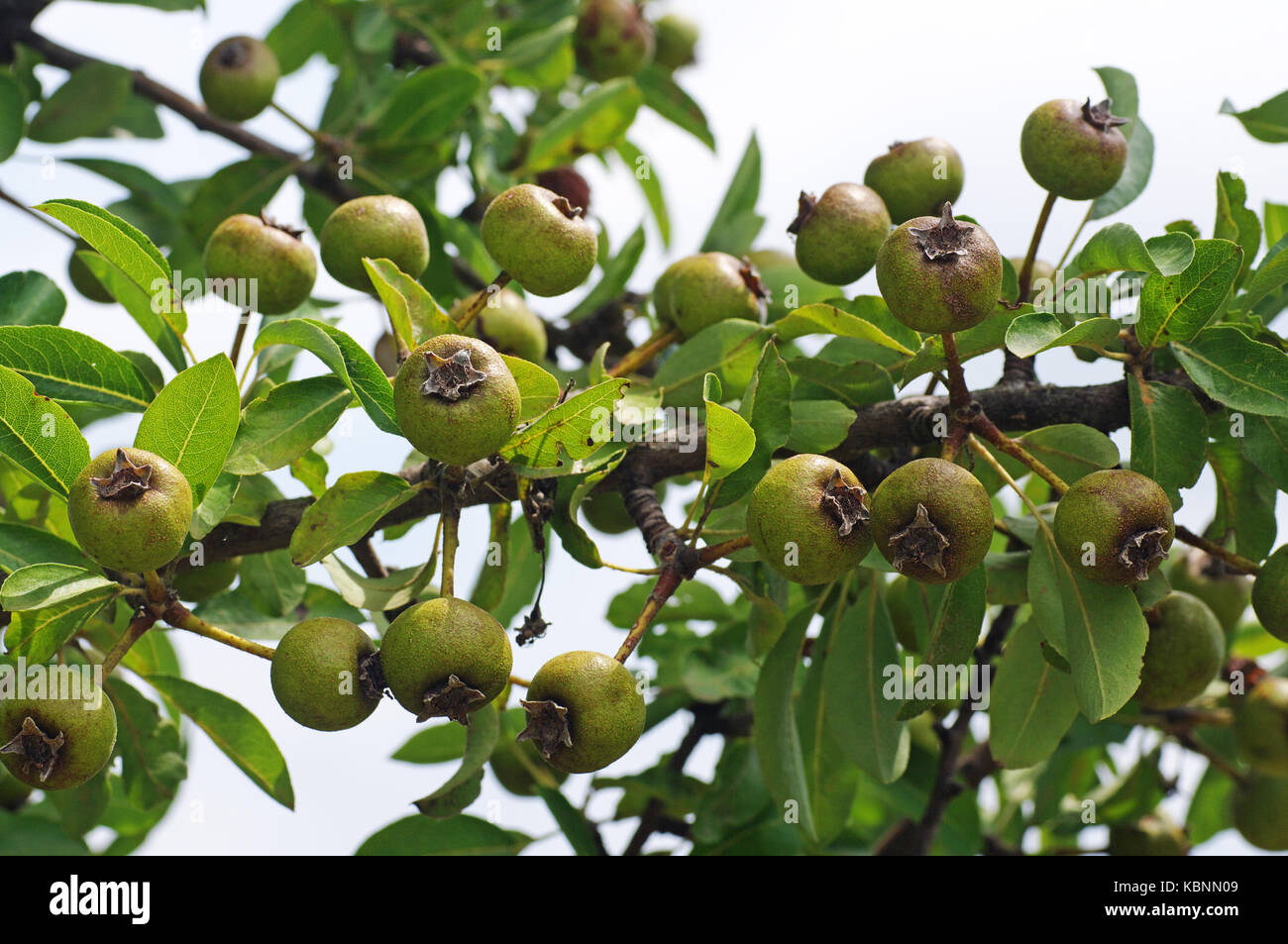This is Pyrus amygdaliformis, the Almond-leaved pear with fruits, family Rosaceae Stock Photo