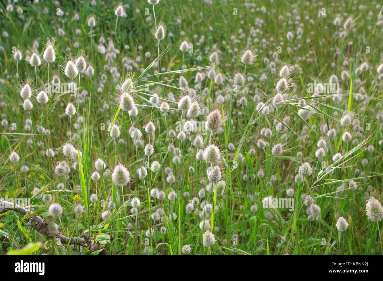 this is Lagurus ovatus, the Hare's-tail or Hare's-tail-grass, from the family Poaceae Stock Photo