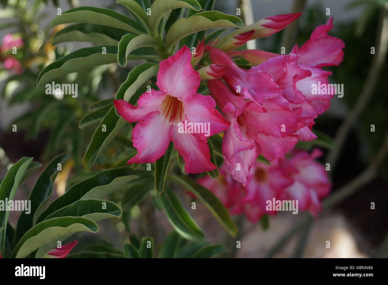 Several Amaryllis Belladonnas hanging from a branch. Stock Photo