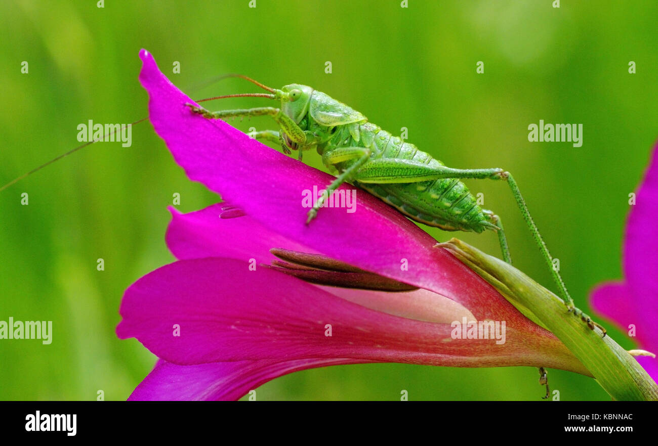 a grasshopper sitting on Gladiolus italicus Stock Photo