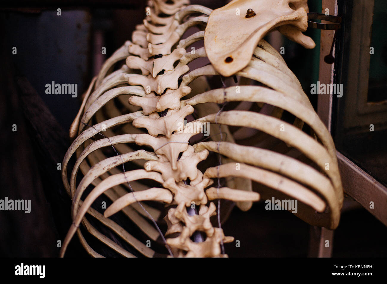 Old human rib skeleton Stock Photo - Alamy