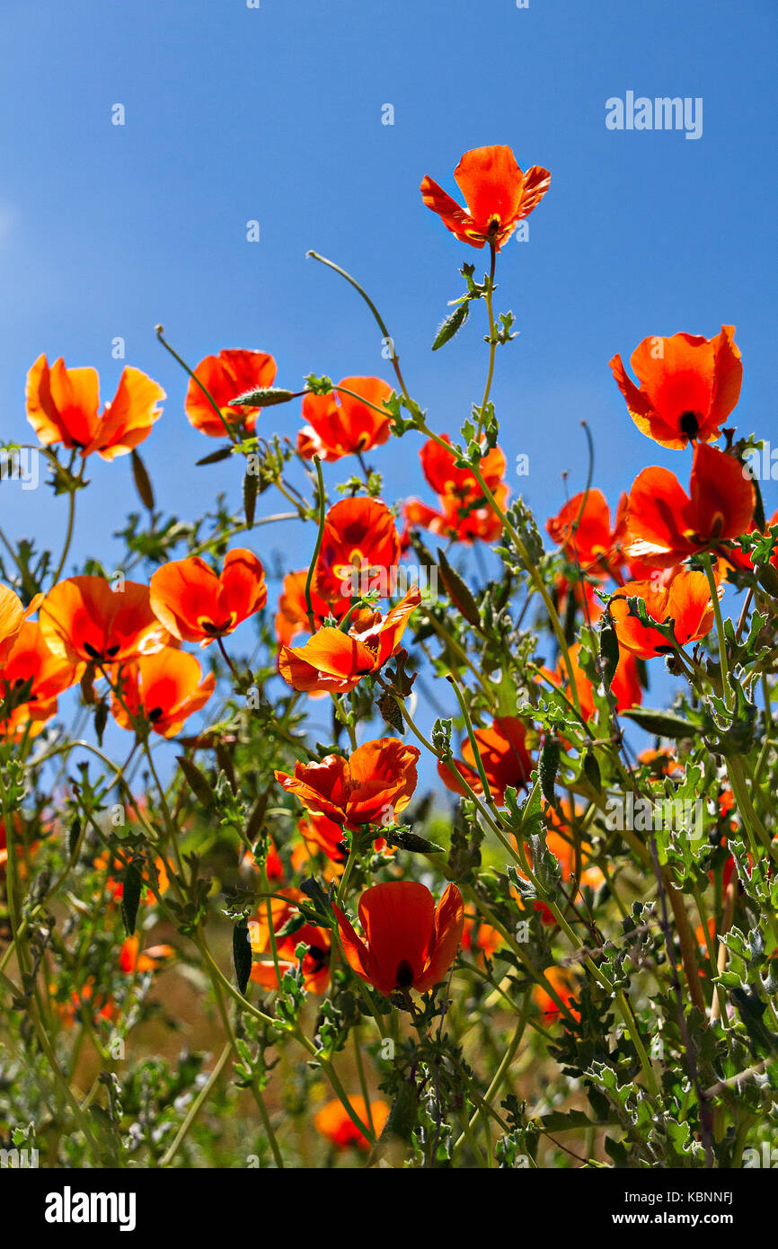 Red Poppies known as Papaver Roeas in Latin. Stock Photo