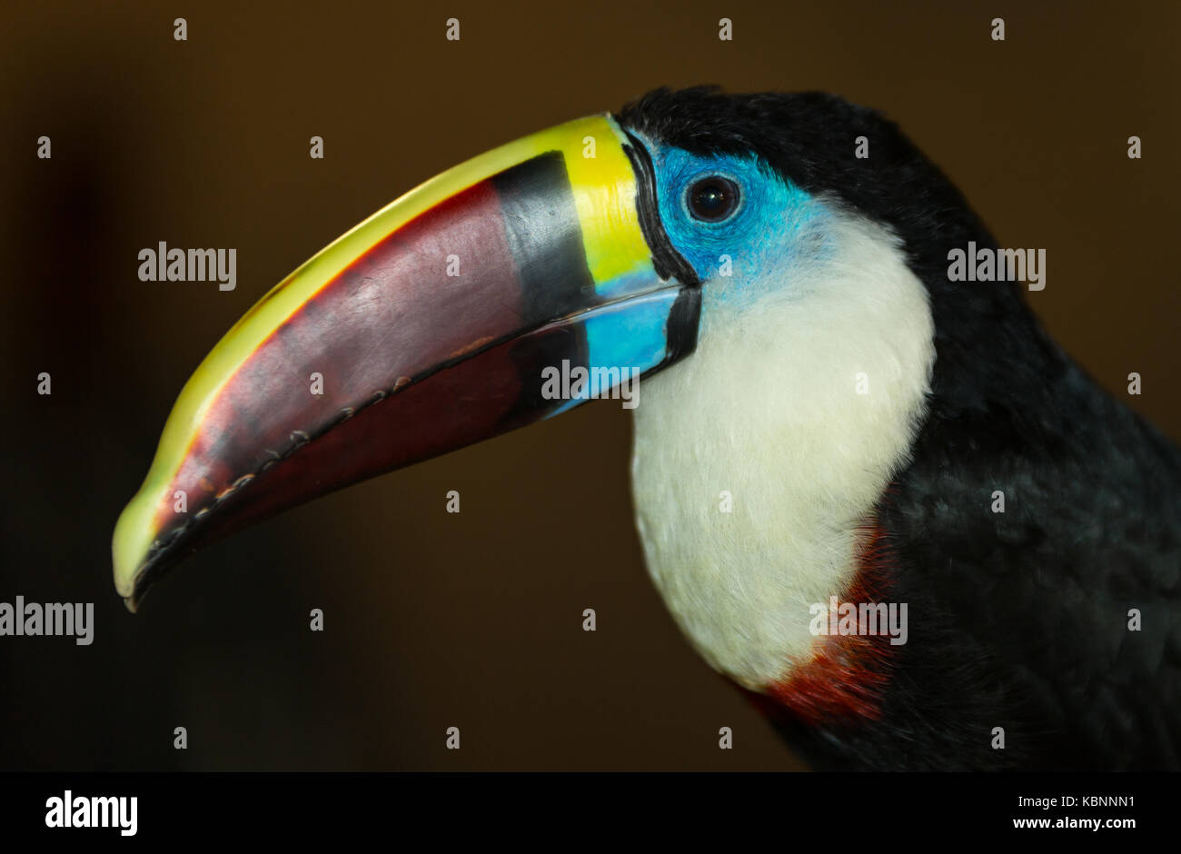 Toucan portrait showing beak and head with blurred background Stock Photo