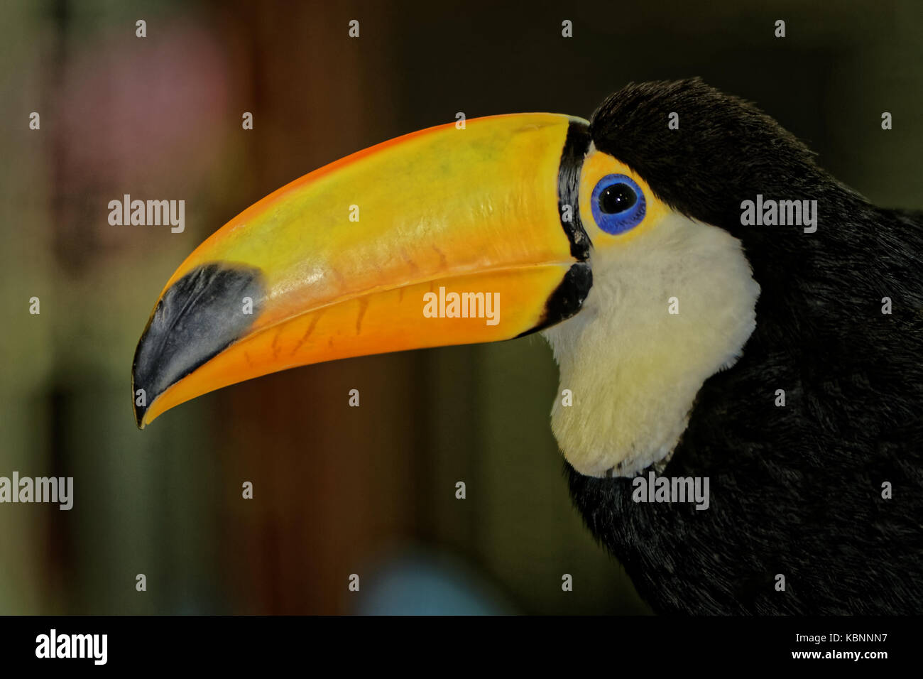 Toucan portrait showing beak and head with blurred background Stock Photo