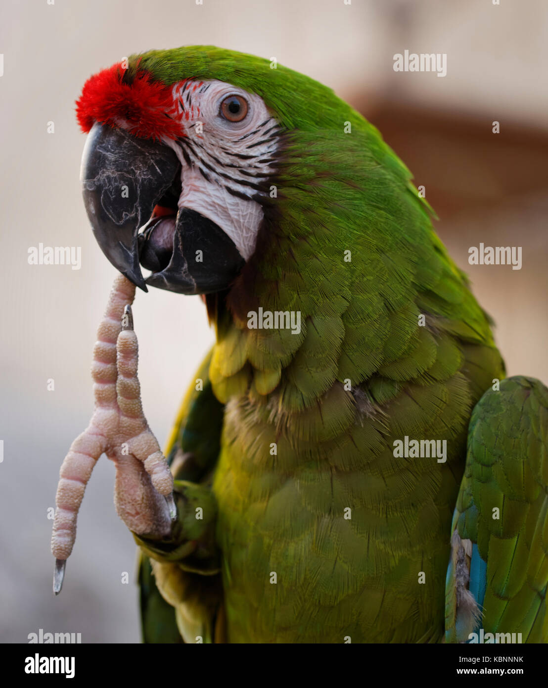 Parrot wallpaper hi-res stock photography and images - Alamy