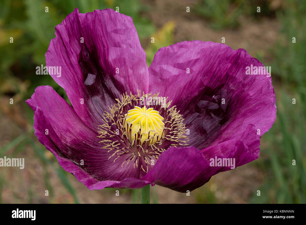 Opium poppies known as Papaver Somniferum in Latin, Turkey. Stock Photo