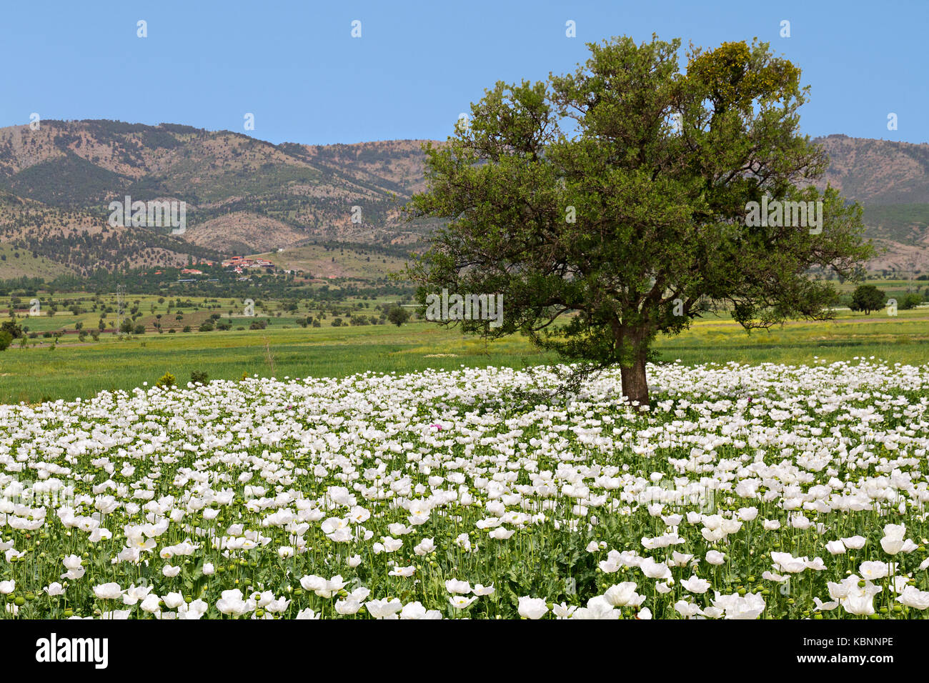 Opium poppy fields in Turkey. Stock Photo