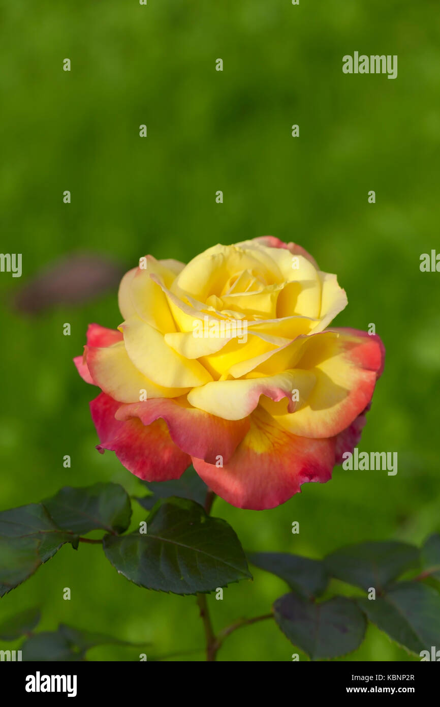 Two Colour Roses Background Rose of two colors on green background Stock Photo - Alamy