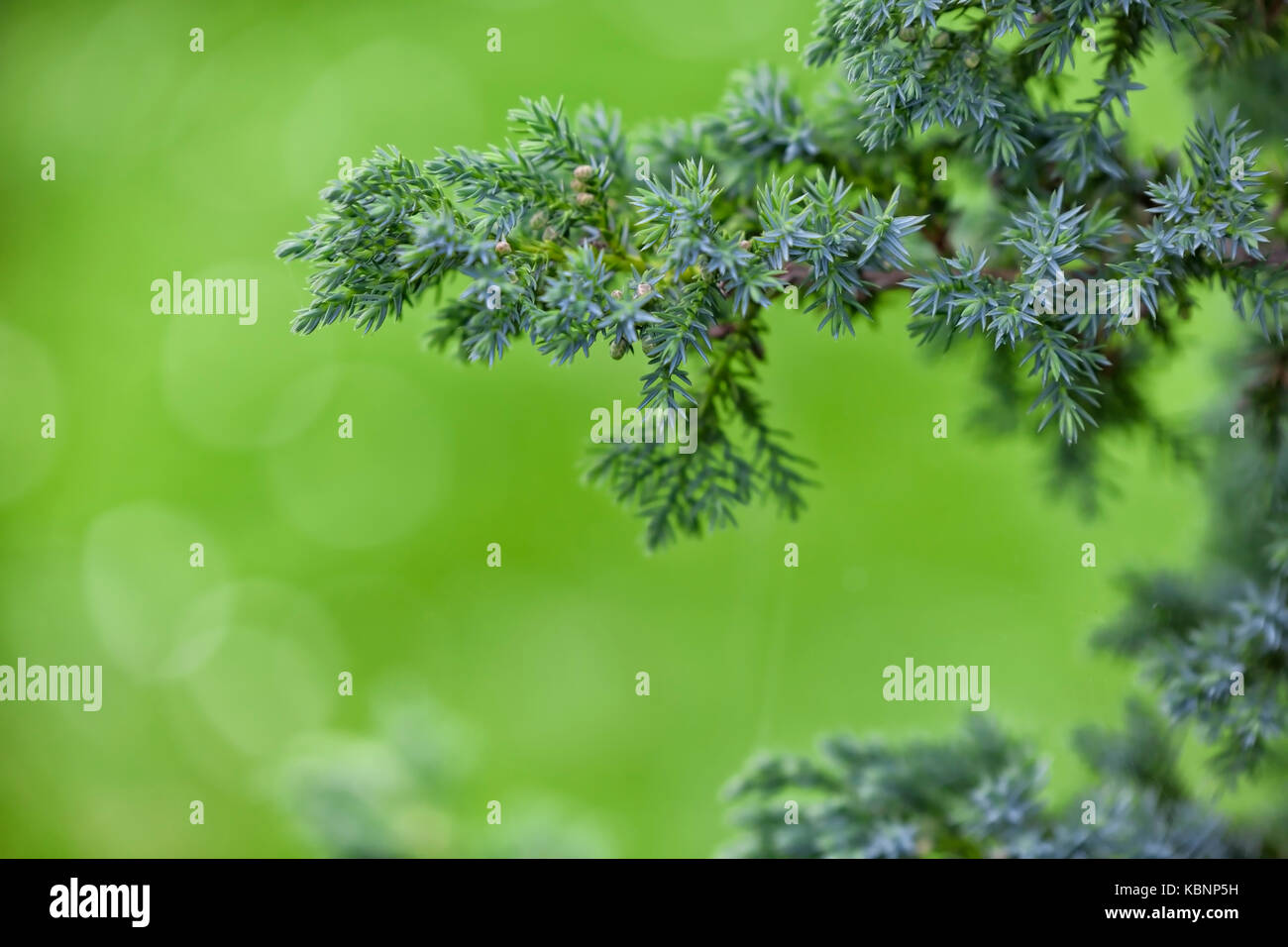 Picea pungens in the garden. Stock Photo