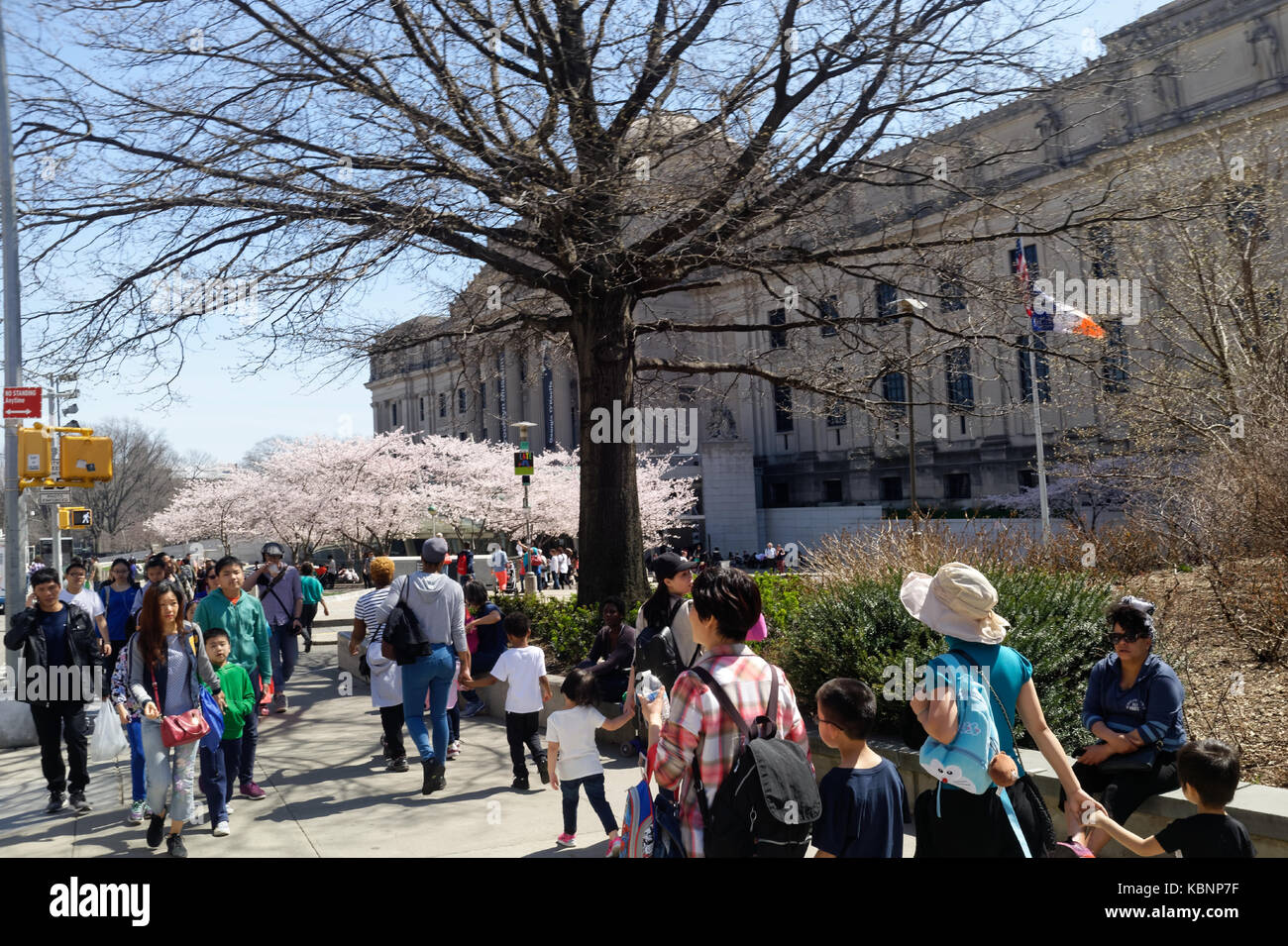 visitors and tourists arriving at the Brooklyn Museum of Art on a warm Spring day with cherry blossom trees in full bloom. Stock Photo