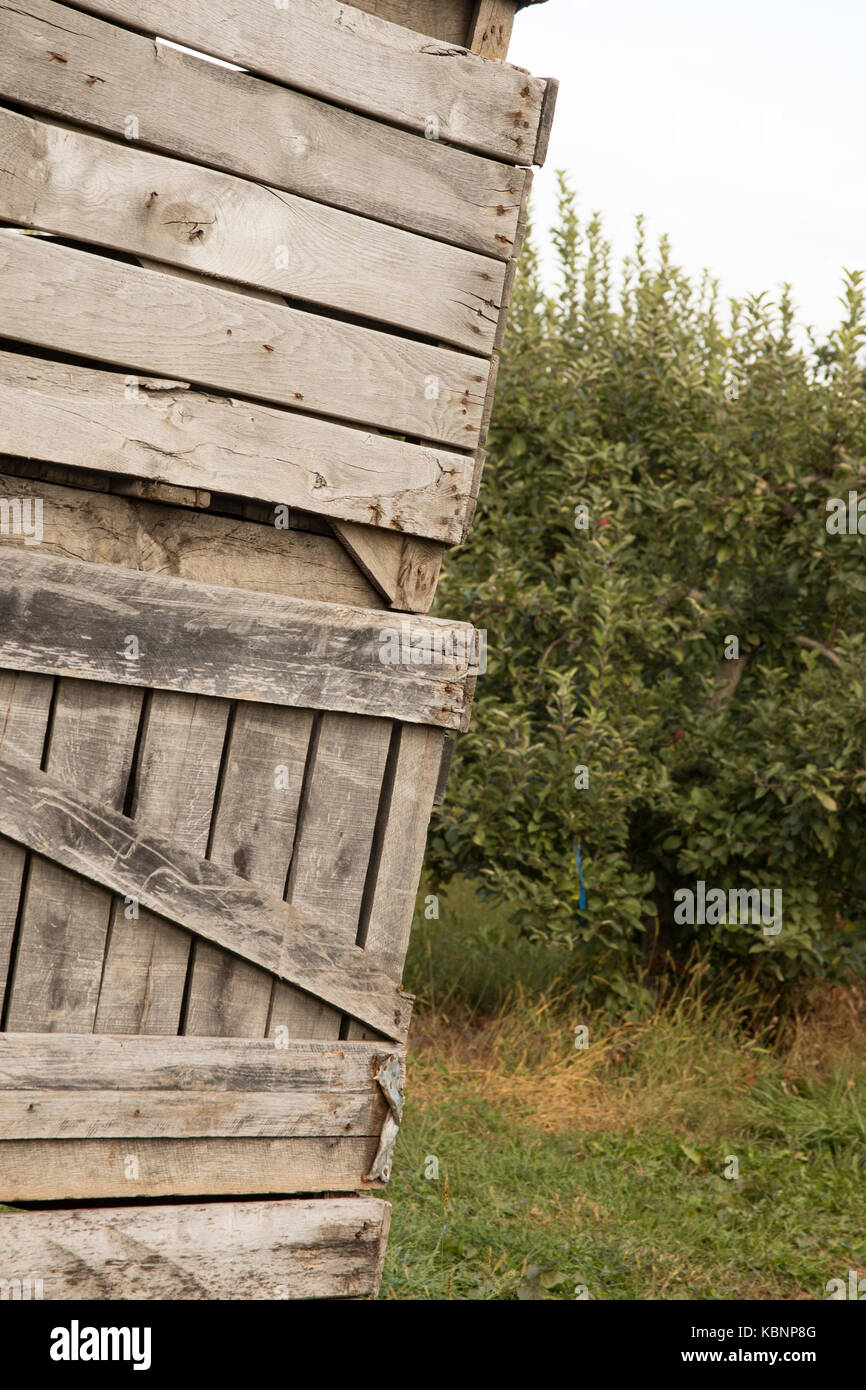 Wooden apple harvest bins stacked in rural orchard on early autumn