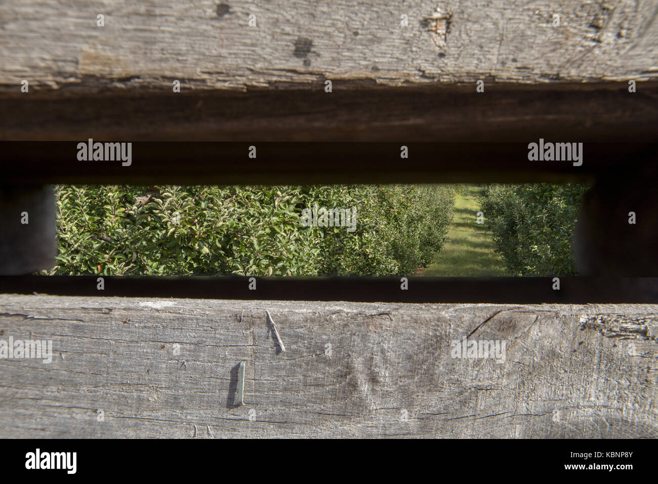 Apple orchard on early autumn morning through wooden apple harvest bins