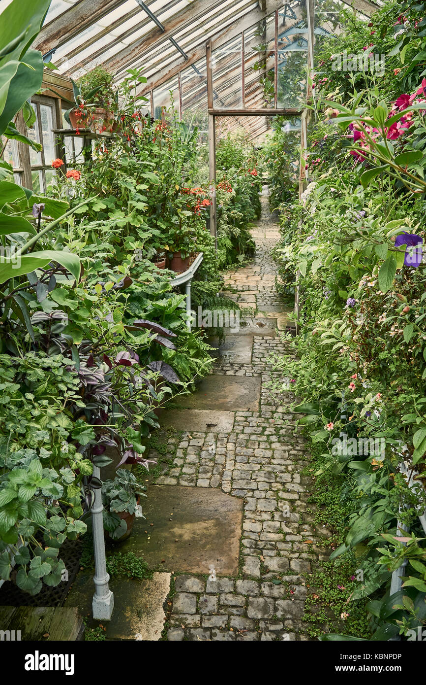 Pathway through an old Victorian greenhouse overgrown with plants Stock