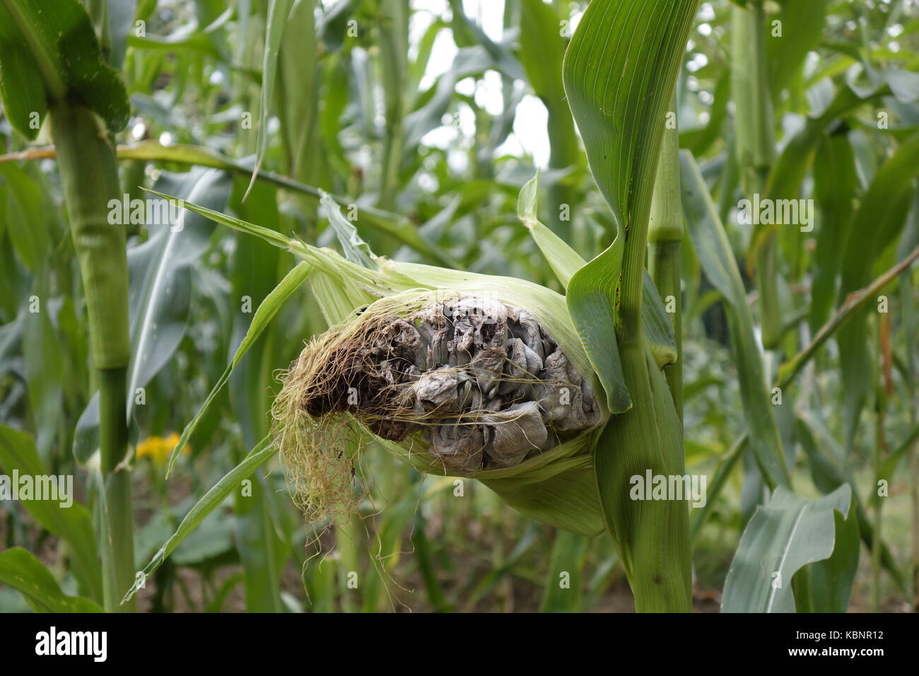 Corn cob infected by Corn smut (Ustilago maydis) fungus. It is as well edible and in Mexico considered delicacy. Stock Photo