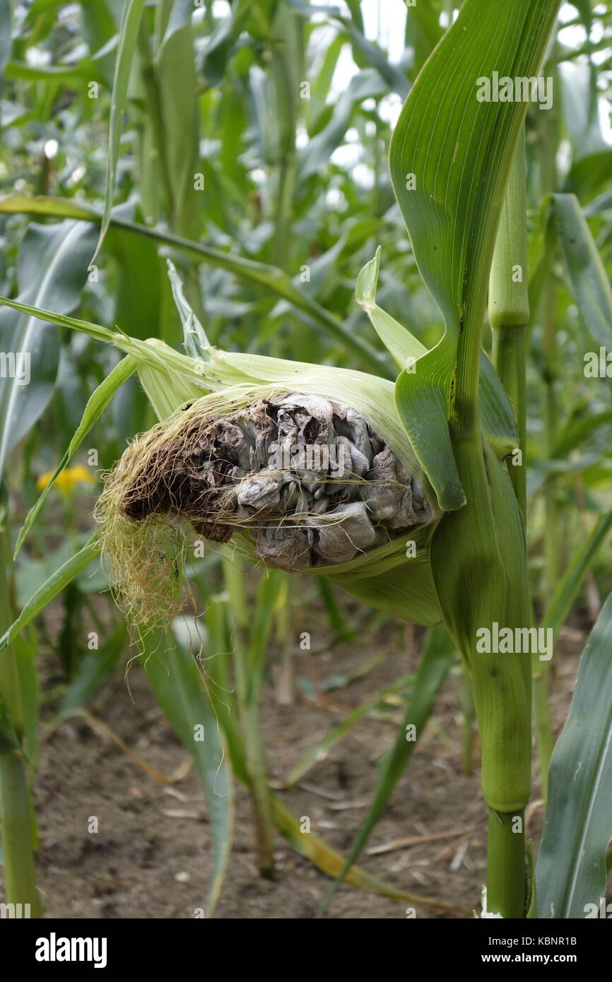 Corn cob infected by Corn smut (Ustilago maydis) fungus. It is as well