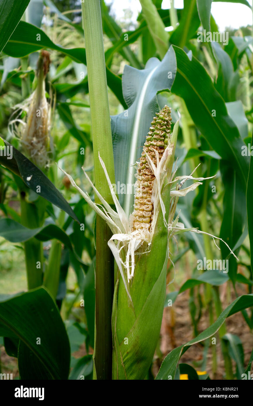 Damaged crops birds hires stock photography and images Alamy