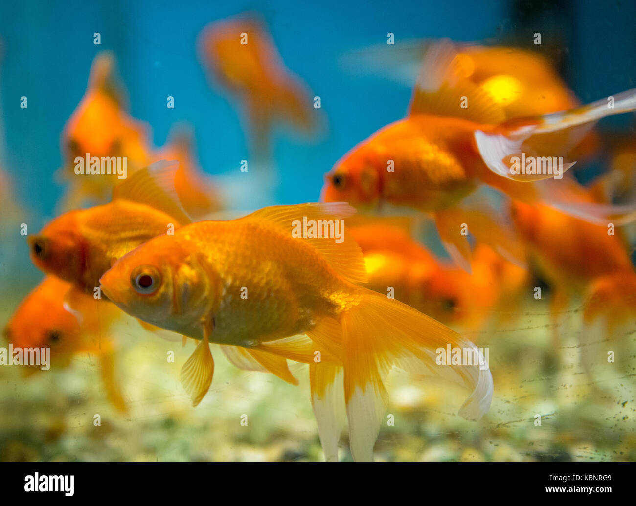 Gold fish tank hi-res stock photography and images - Page 19 - Alamy