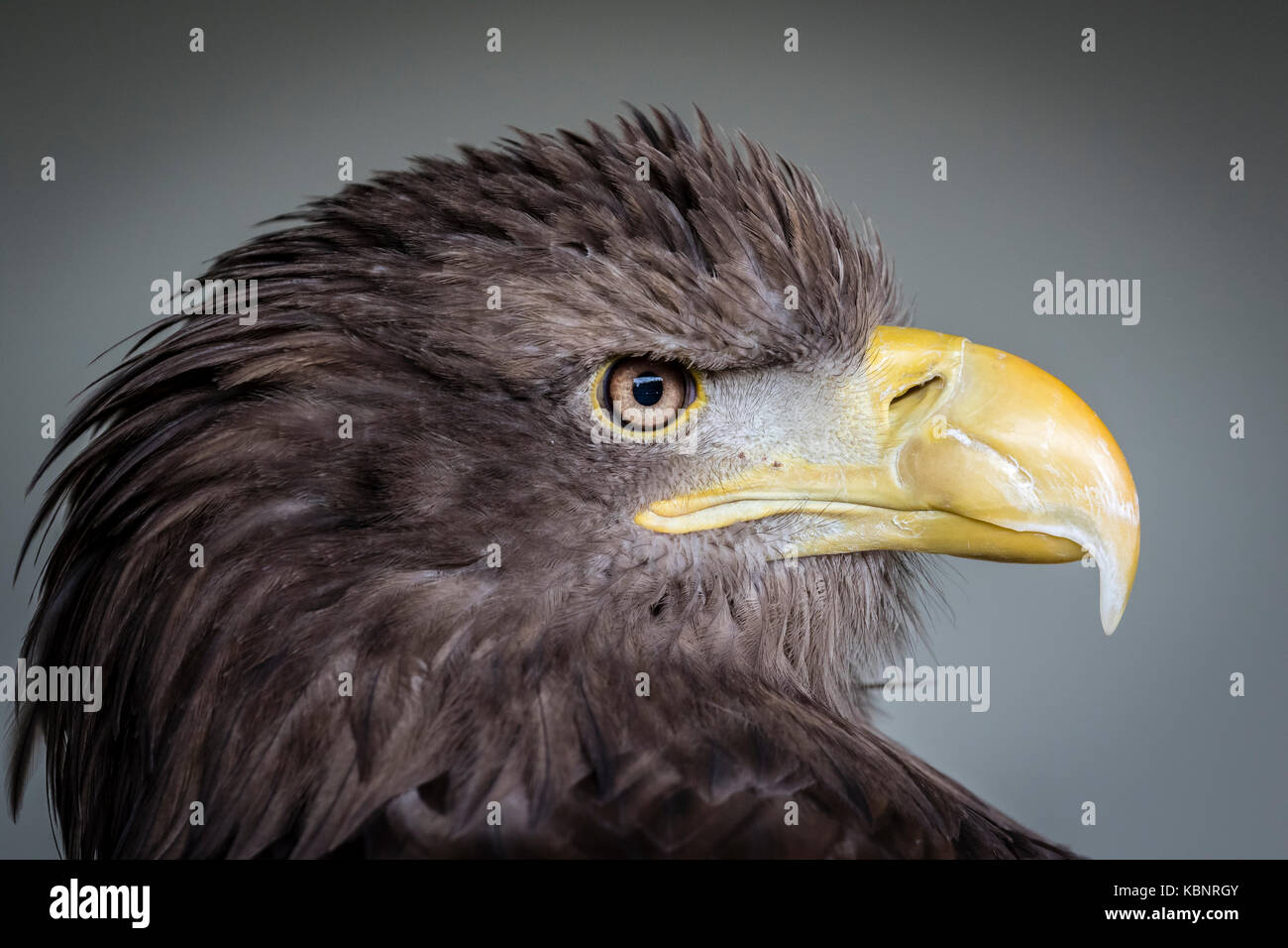 White Tailed Eagle portrait taken at Kielder Water Birds of Prey. Stock Photo