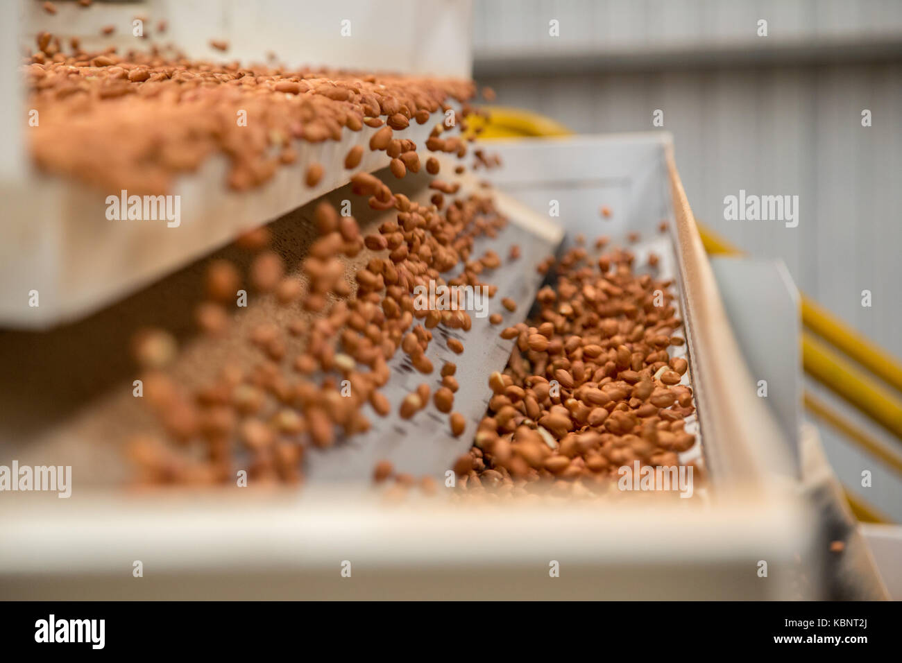 peanut process industry brazil Stock Photo - Alamy