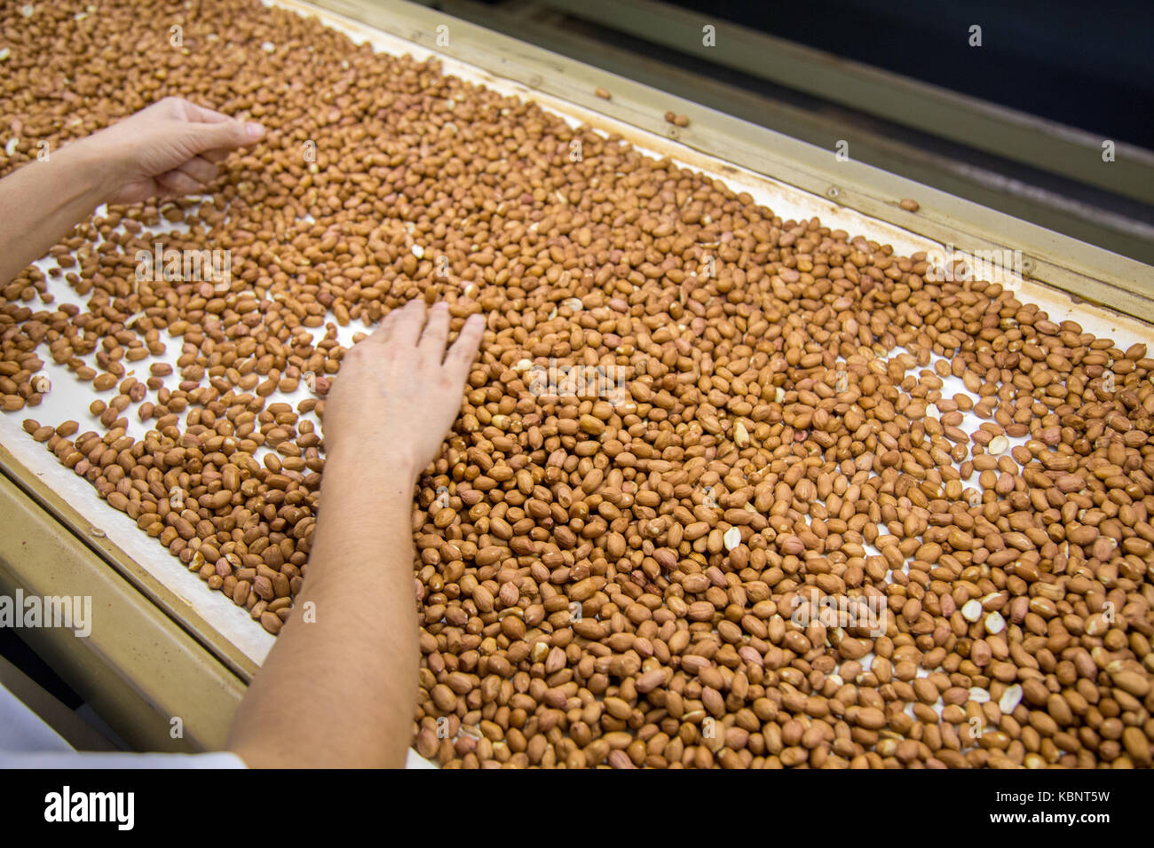peanut process industry brazil Stock Photo - Alamy