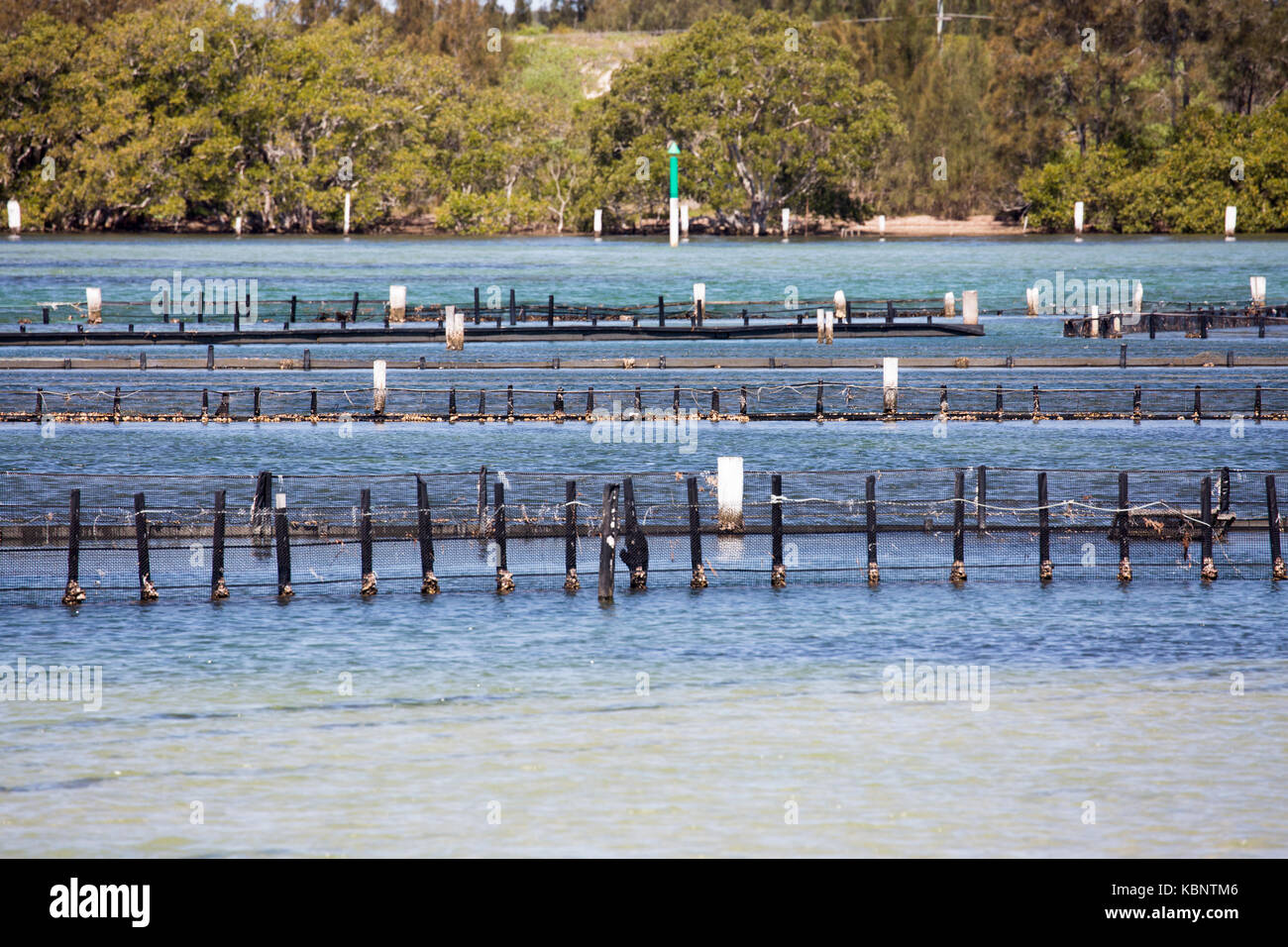 Oyster beds for farming Oysters in Wallis Lake at Forster, a key sourc