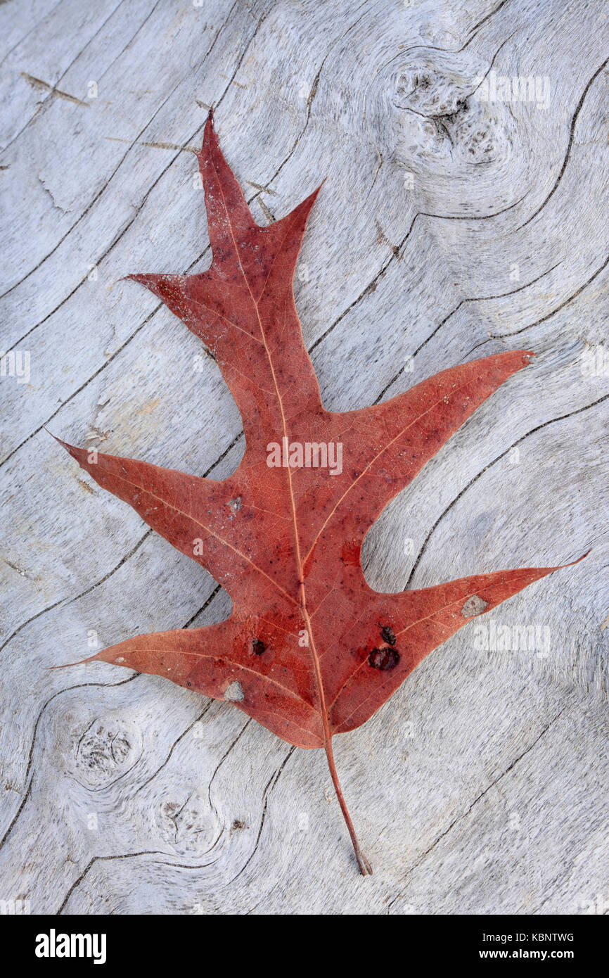 Brownies beach hires stock photography and images Alamy
