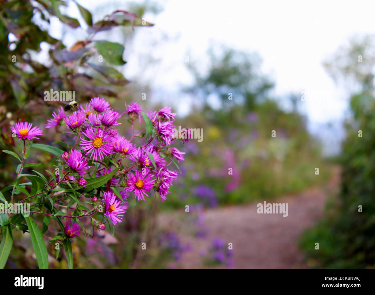 Bee Hovering over Pink Wildflower in a Midwest Park - Lake Michigan Just Beyond Stock Photo