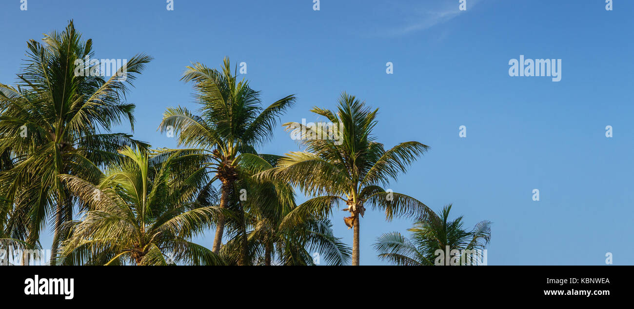 coconut palm tree at huahin Stock Photo