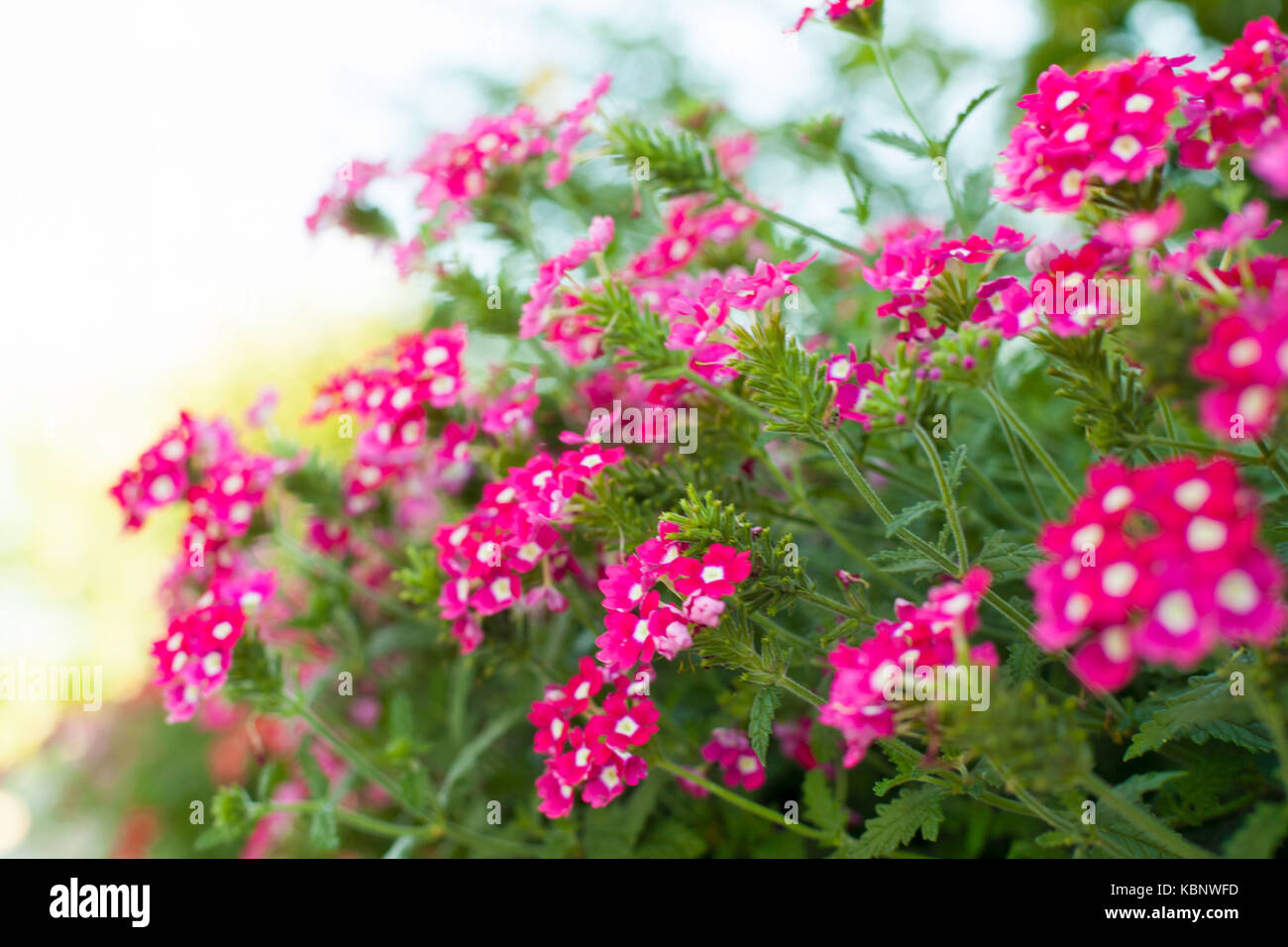 Bright garden flowers on the flowerbed Stock Photo - Alamy
