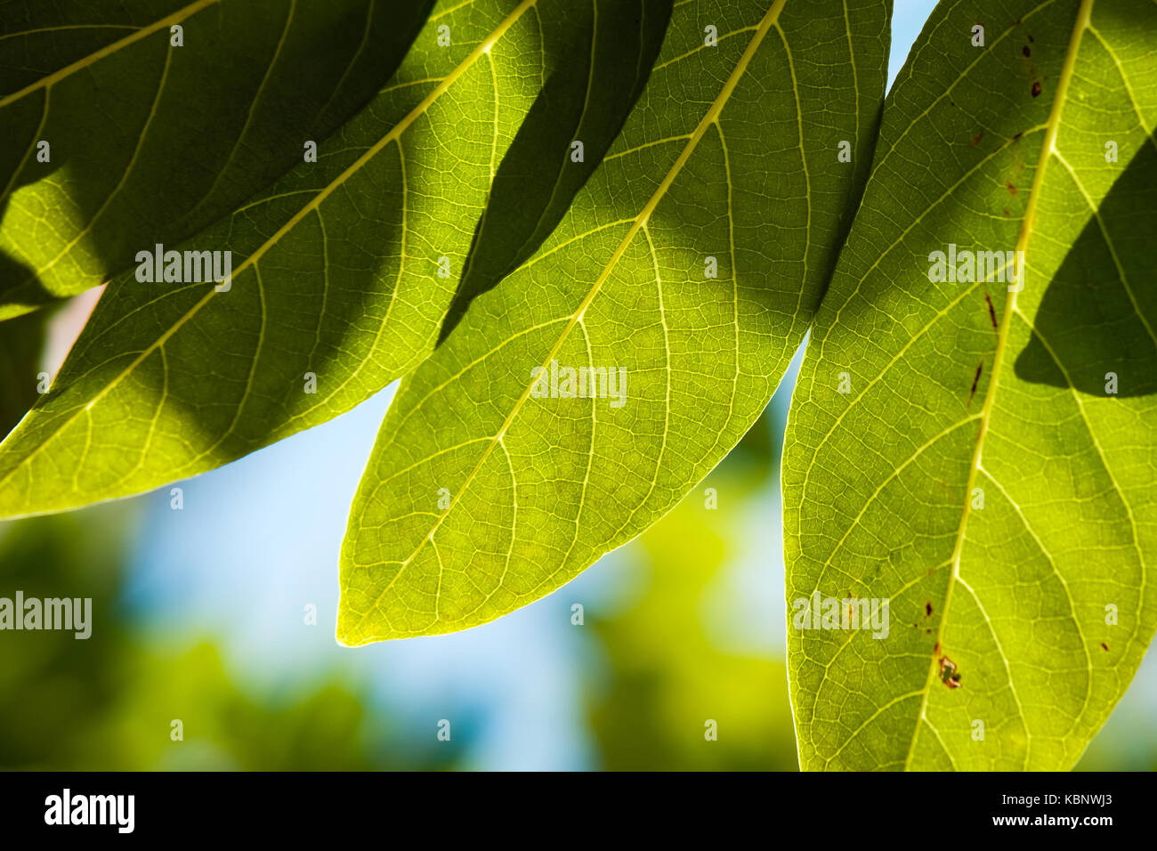 sugar apple leaves Stock Photo Alamy