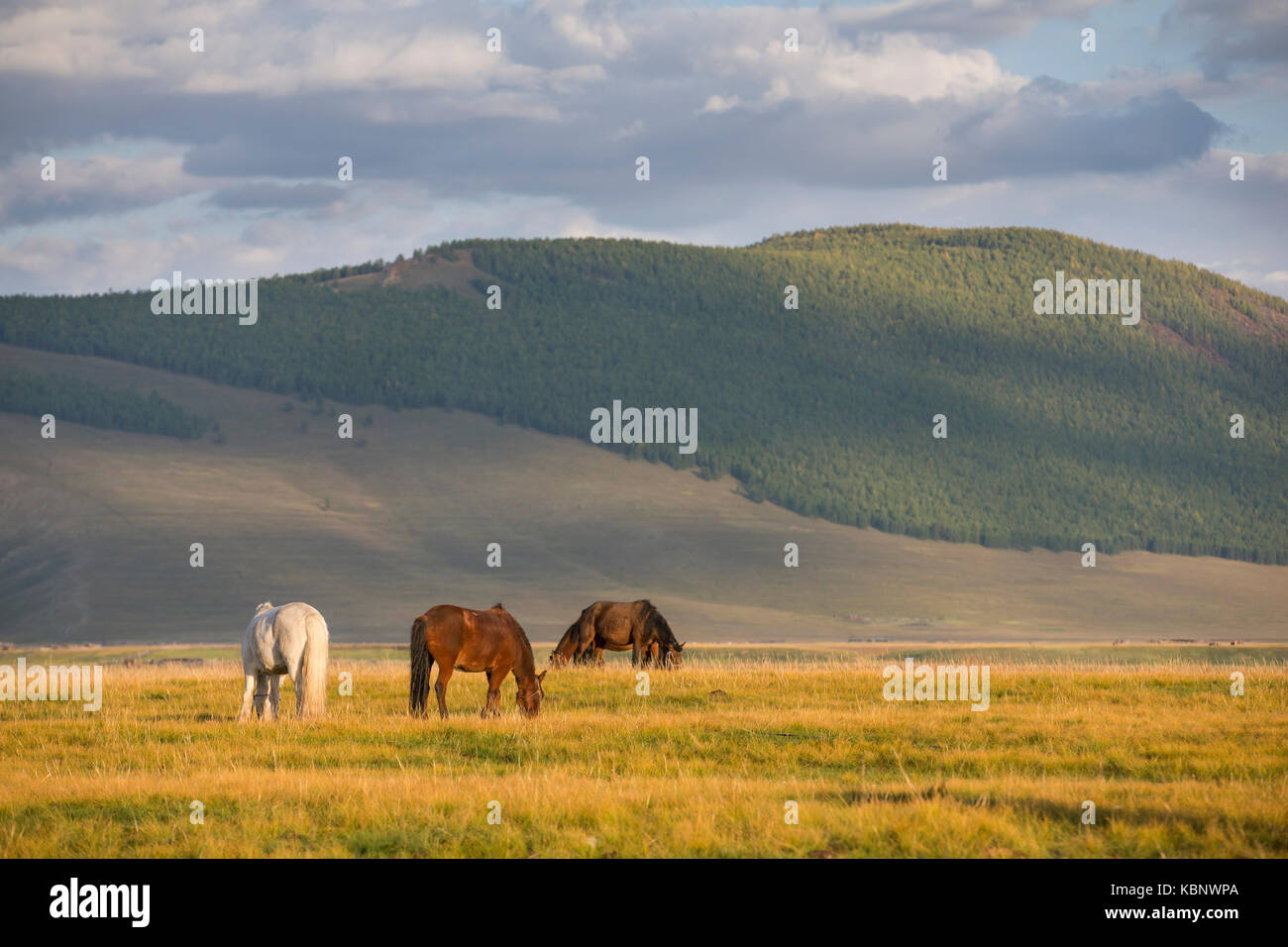 mongolian horses in a landscape of northern Mongolia Stock Photo - Alamy